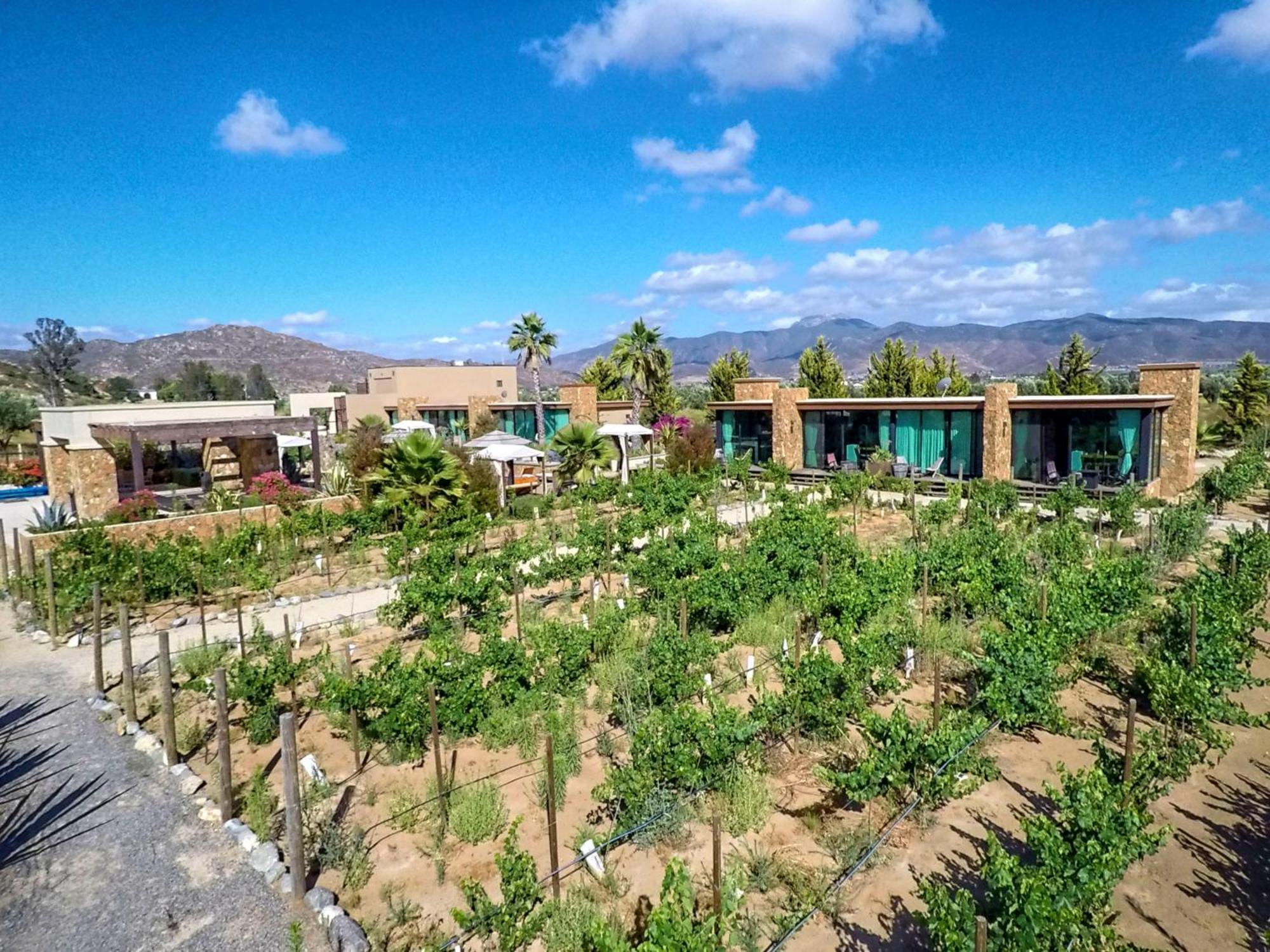 Entre Vinedos By Hotel Boutique Valle De Guadalupe Kültér fotó
